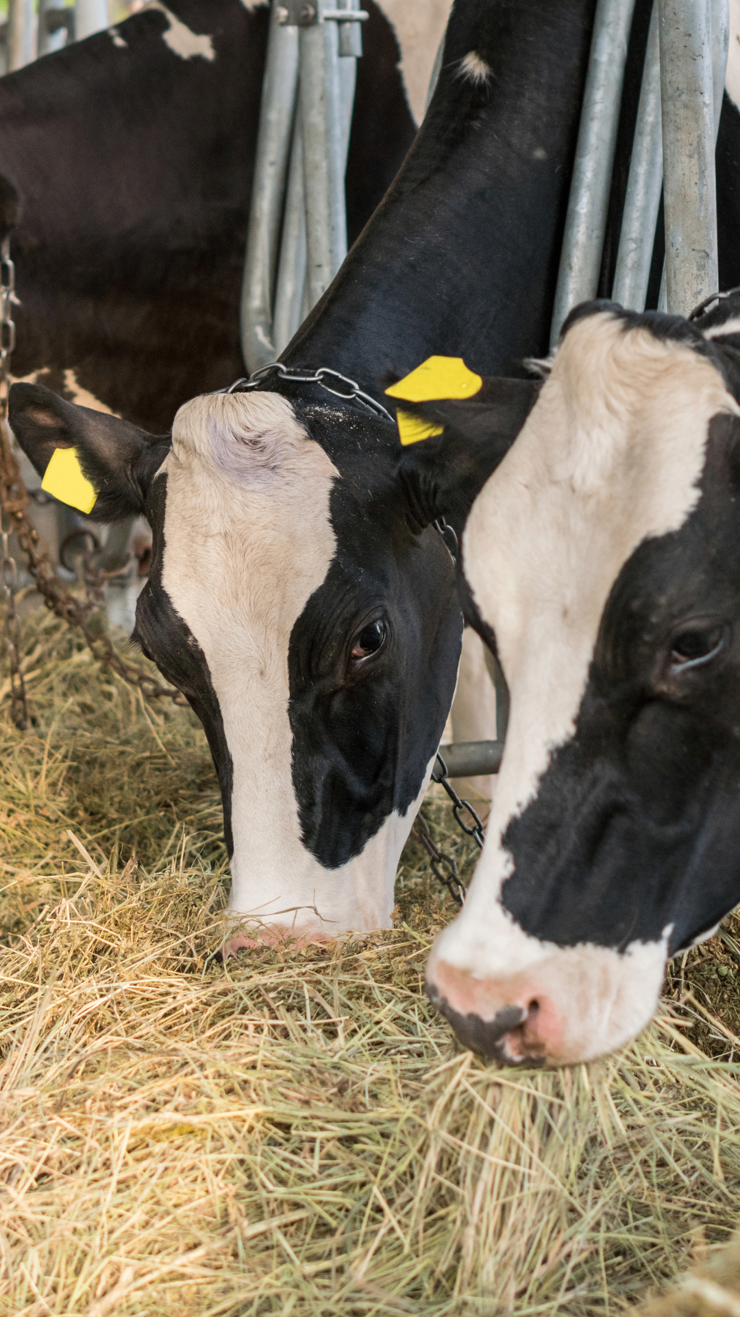 Can precise amino acid feeding cut nitrogen waste in dairy herds?